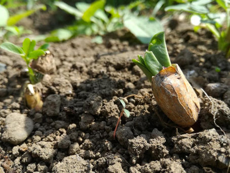 落花生の発芽