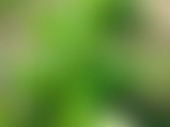 2016.8.5 本日出荷のお野菜セット