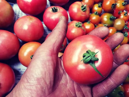 最近トマトは「麗シリーズ」で。