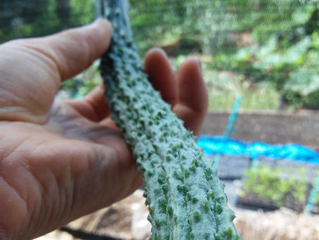 2016.6.14 本日出荷のお野菜セット