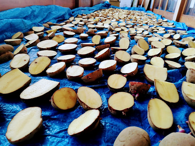 じゃがいも種芋の準備について 切り方やオススメ