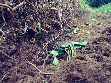 畑仕事のままならなさをショーペンハウアーのロジックに当てはめる。