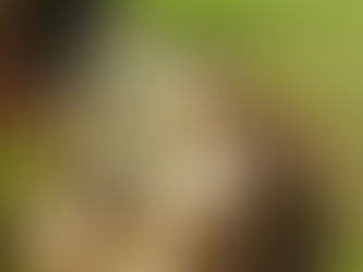 2017.5.19 本日出荷のお野菜セット