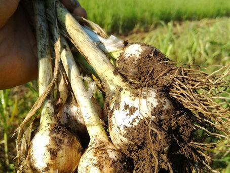 2017.5.19 本日出荷のお野菜セット