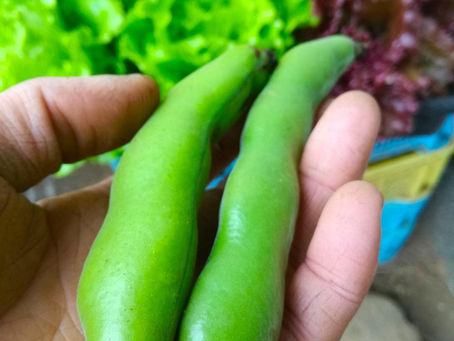 空豆、ブロードビーンズ