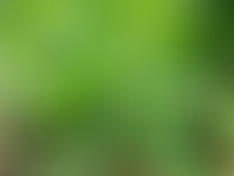 トマト類、ようやく成長開始