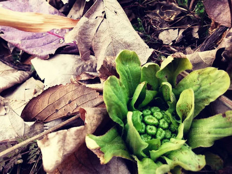 苦味という扱いづらい刺激も、多様な味を表現するためのポジティブな要素