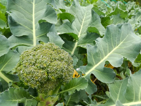 農家泣かせの気候