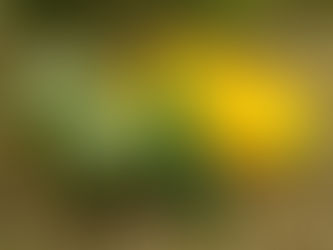 ズッキーニ始まり。