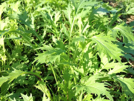 2016.11.4 本日出荷のお野菜セット