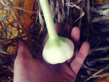 ニンニクの乾燥方法