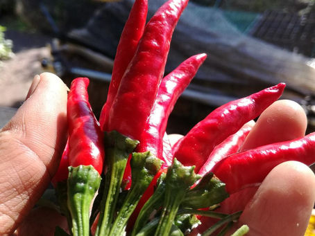 2016.11.22 本日出荷のお野菜セット