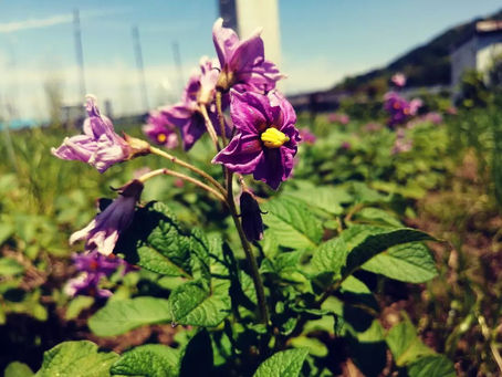 「Free your mind and your ass will follow」と、ドゥルーズ・ガタリの準安定状態と