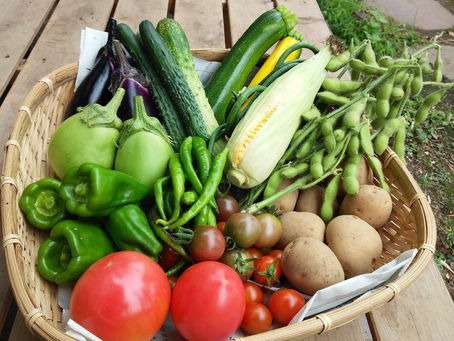 2016.7.26 本日出荷のお野菜セット