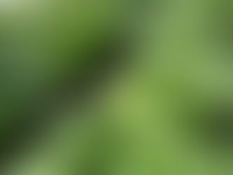 2016.11.18 本日出荷のお野菜セット