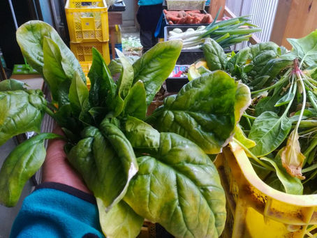 黄金ほうれん草