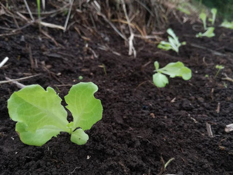 秋冬野菜の定植