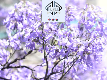 🌸 A Tribute to Timeless Elegance 🌸