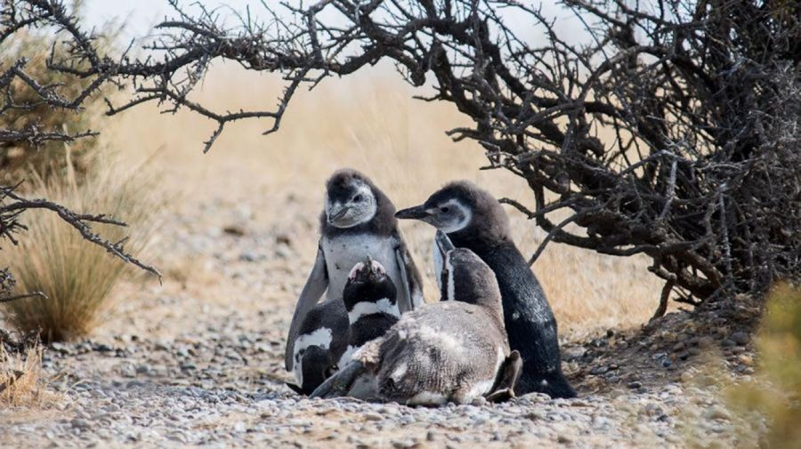 Punta Tombo, pinguinos