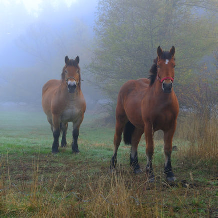 Тодоровден в село Бачево