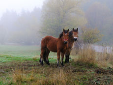 Село Бачево
