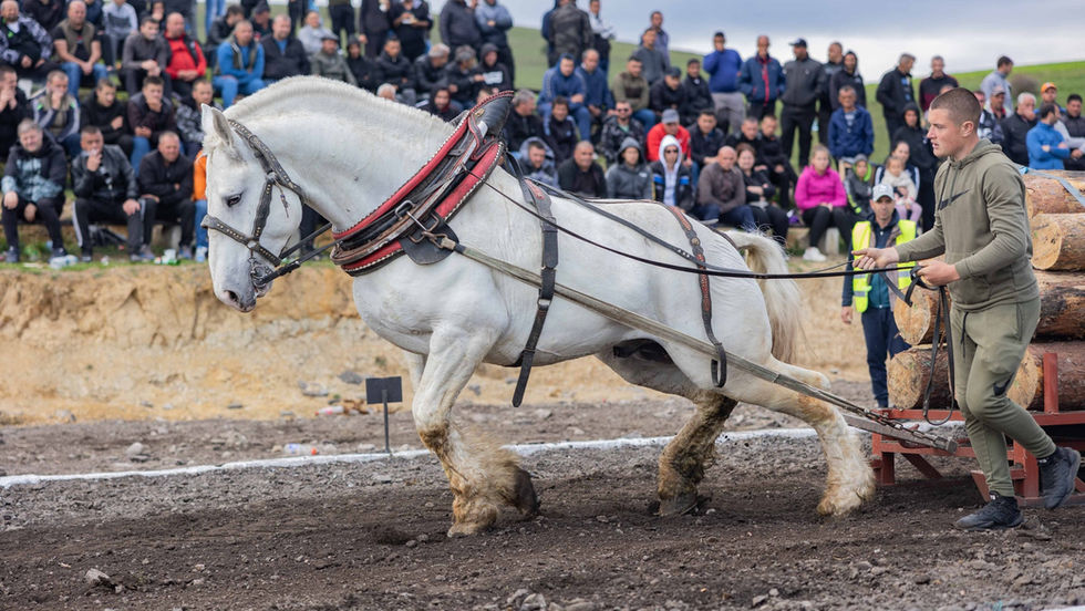 Голямото надтегляне с тежковозни коне в Разлог