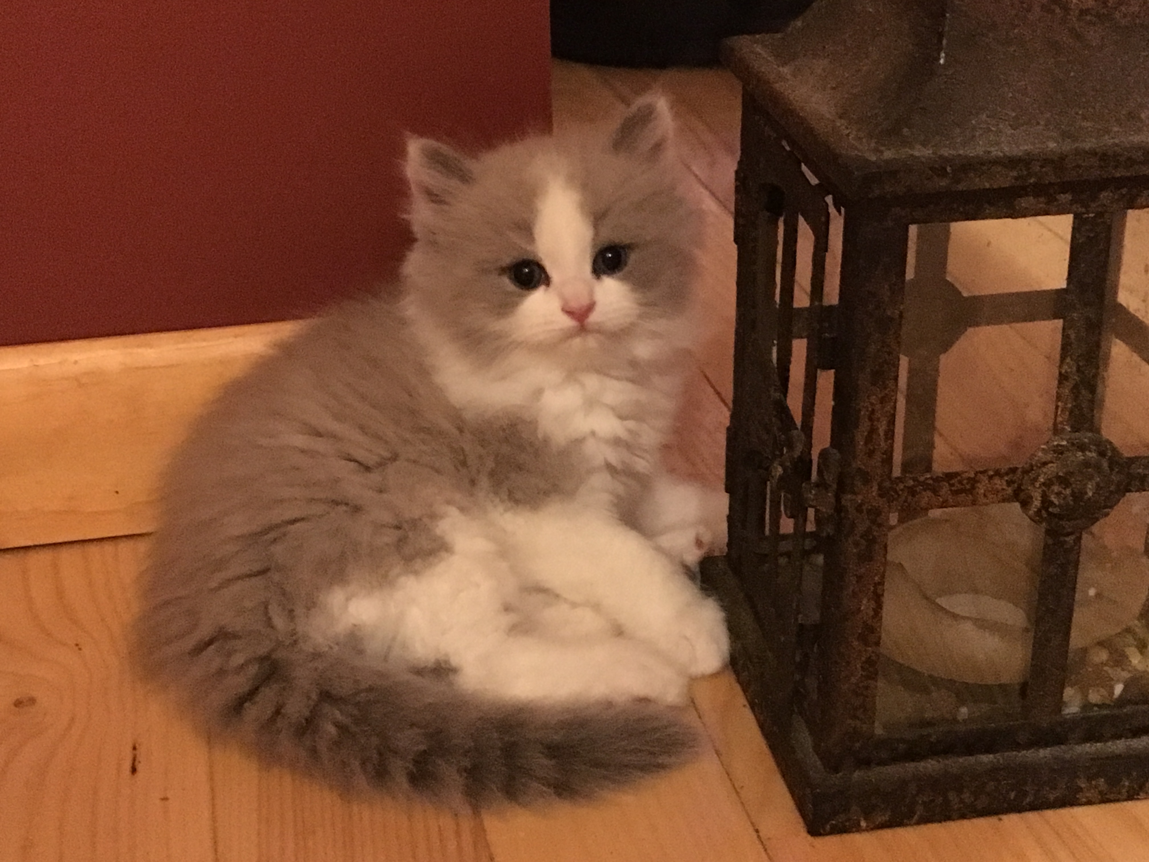 RagaMuffin kitten adoptions in New York State