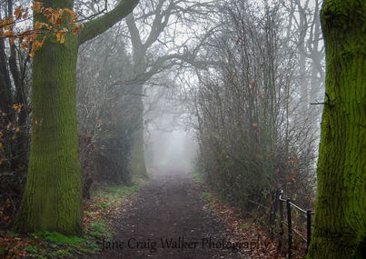 A woodland path with trees on either side disappears into the slowly lifting morning fog.