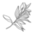 botantical1.jpeg