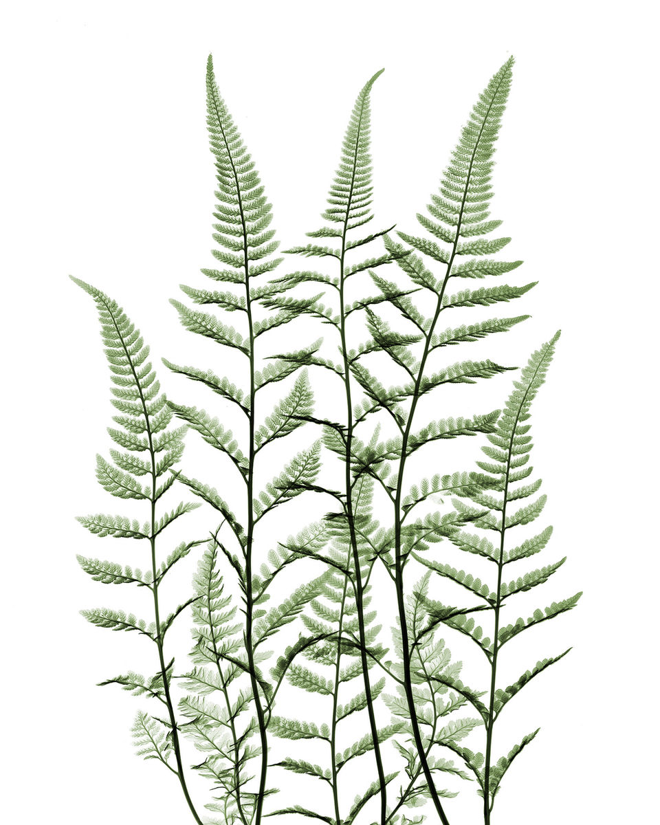 Sword Fern.jpg