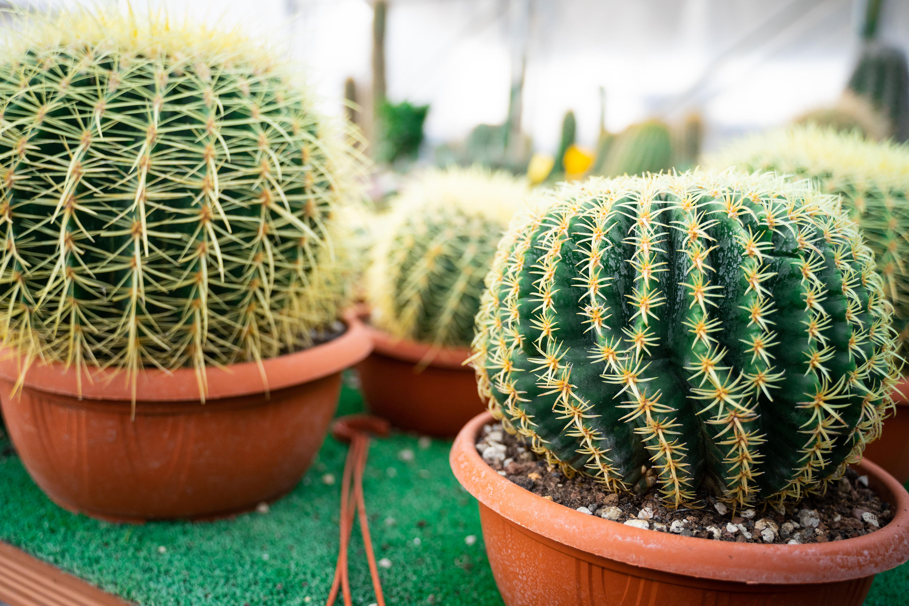 Echinocactus Grusonii Brevispina