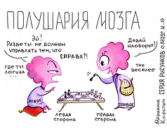 Полушария мозга