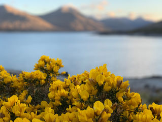 Wild Gorse