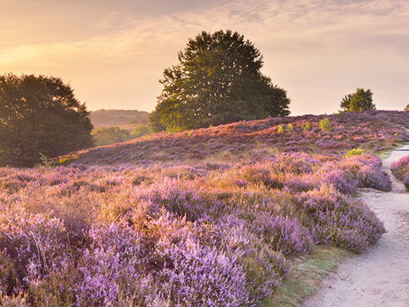 Lecturas esta semana y peticiones, 10/9/20