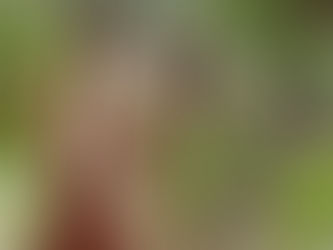 Lectura y peticiones