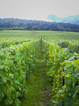 Chouilly vineyard.jpg