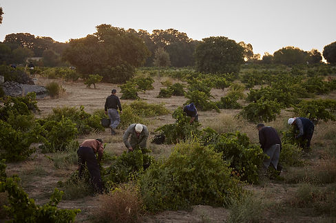 Hand harvesting in the Carril del Rey vineyard.jpg