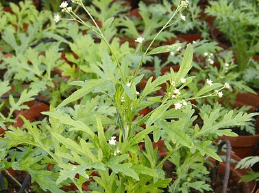 WhatsApp Image 2025-08-11 at 16.07.15_5787b9fe.jpg