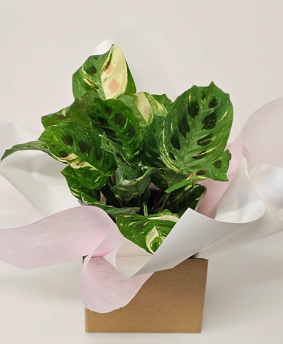 Kora Floral Boutique, Ballance Street Village, Florist, Indoor Plants, Maranta, Prayer Plant