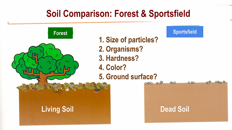 sportsfield vs forest.png
