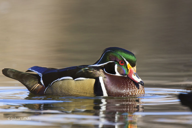 Joshua LaDuke Nature Photography Bird Wood Duck