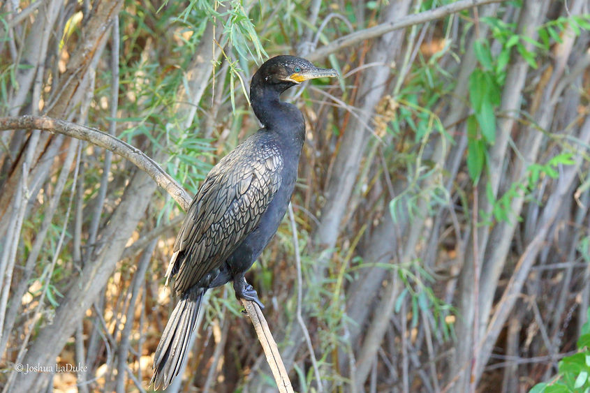 Joshua LaDuke Nature Bird Photography Neotropic Cormorant