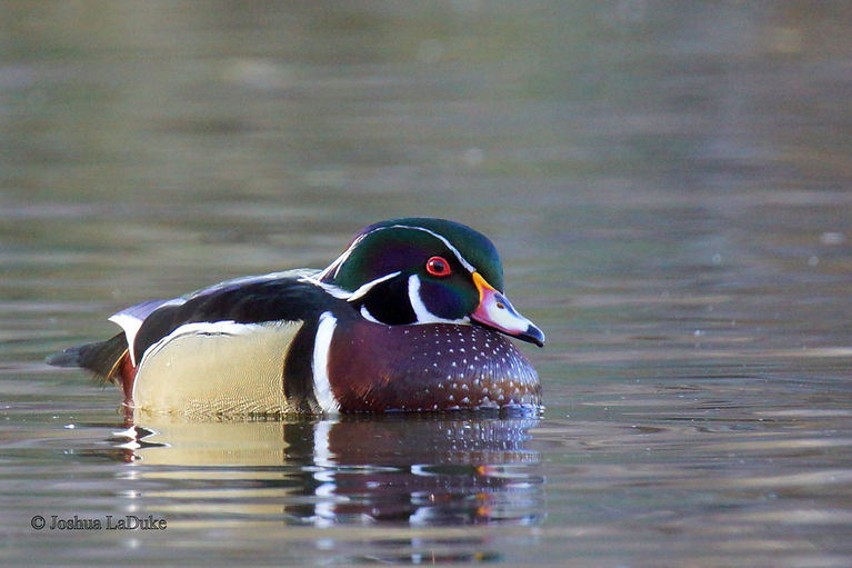 Joshua LaDuke Nature Photography Bird Wood Duck