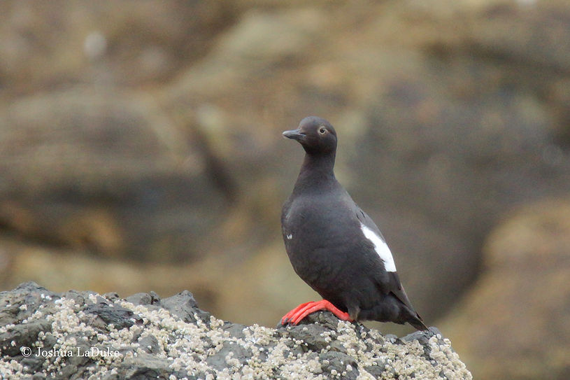 Joshua LaDuke Photography Bird Pigeon Guillemot