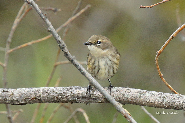 Joshua LaDuke Photography Myrtle Warbler