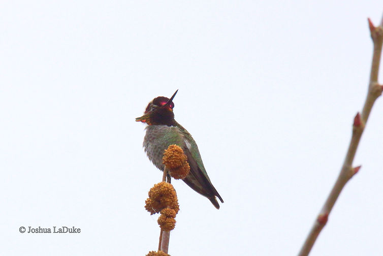 Joshua LaDuke Nature Bird Photography Anna's Hummingbird
