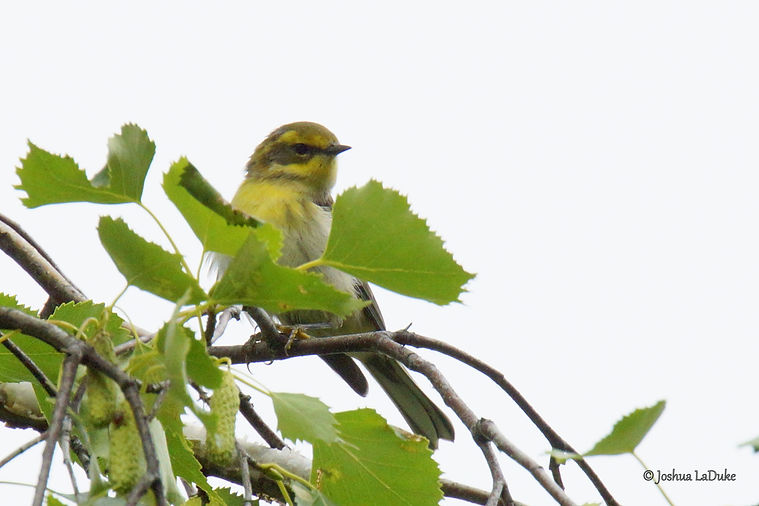 Joshua LaDuke Photography Townsend's Warbler
