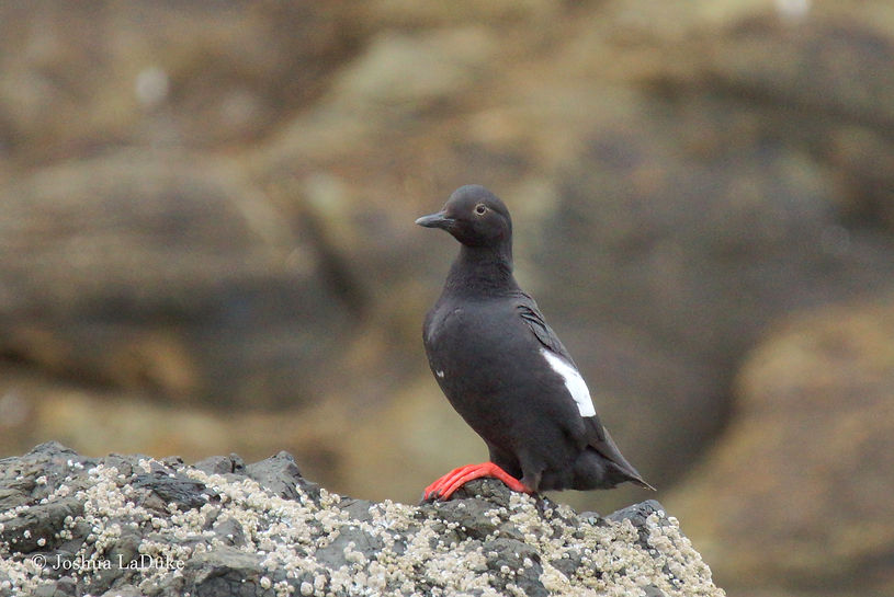 Joshua LaDuke Photography Bird Pigeon Guillemot