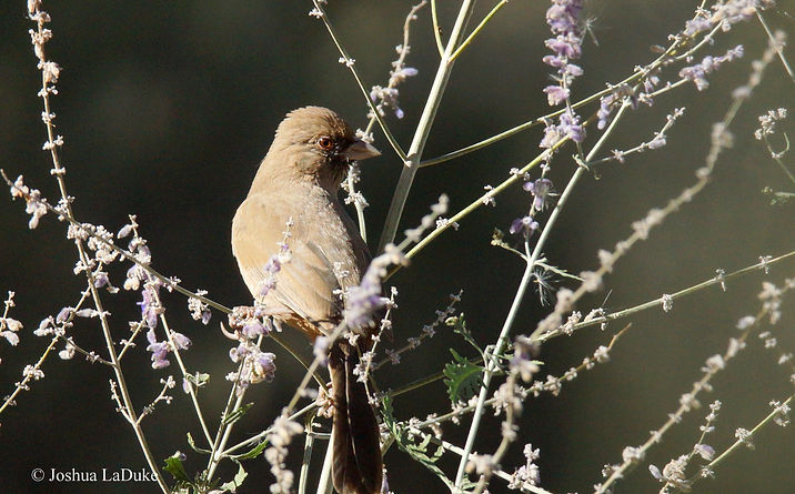 Joshua LaDuke Nature Bird Photography Abert's Towhee