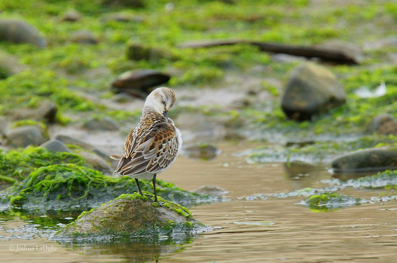 Joshua LaDuke Photography Western Sandpiper